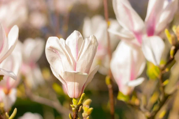 Närbild Vacker Blommande Magnolia Träd Med Vita Blommor Trädgården — Stockfoto