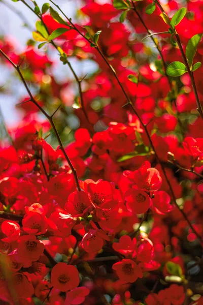 Vackra Röda Blommor Busken Chaenomeles Japonica Närbild — Stockfoto