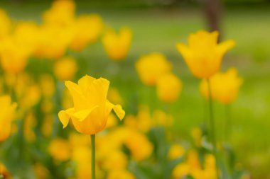 Bahçedeki çiçeklikte sarı bir laleye yaklaş.