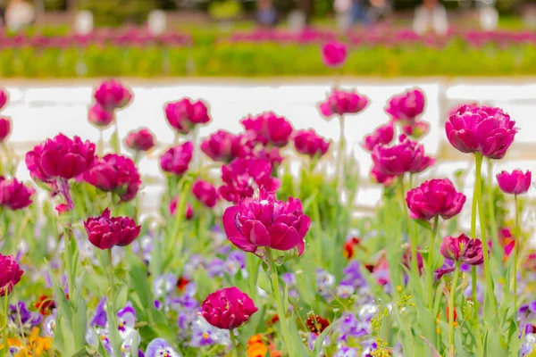 Tulipanes Morados Jardín Decoración Floral Calle — Foto de Stock