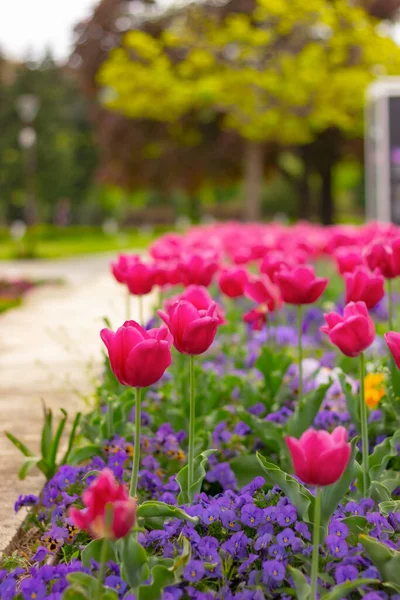Violette Tulpen Und Blaue Blumen Garten Blumenschmuck — Stockfoto
