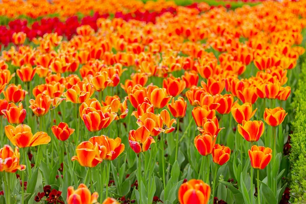Orangefarbene Tulpen Blumengarten Blumenfeld — Stockfoto