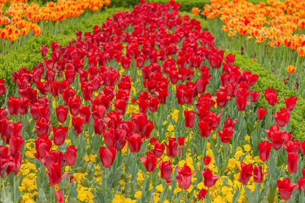 Rote Und Orangefarbene Tulpen Floralen Garten Blumenfeld — Stockfoto