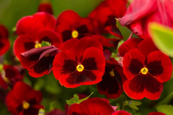 Close Vermelho Com Flores Viola Canteiro Flores — Fotografia de Stock