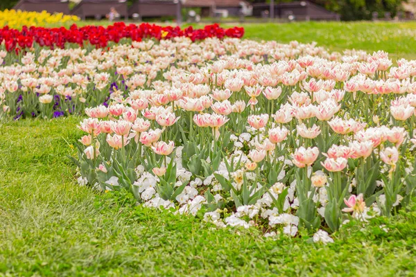 Weiße Und Rosa Tulpen Garten Blumenschmuck — Stockfoto