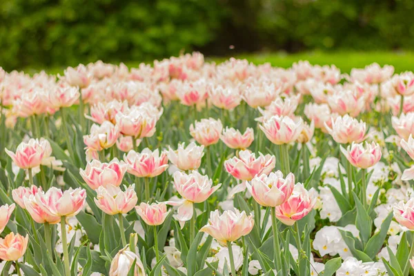 Weiße Und Rosa Tulpen Floralen Garten Blumenfeld — Stockfoto