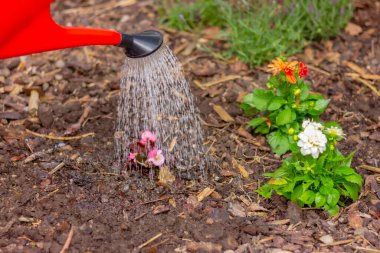 Bahçedeki çiçekler ve bitkiler için kırmızı sulama kutusu, insan yok. Bahçe işleri, doğa aktiviteleri