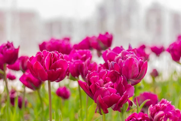 Close Purple Tulips Garden Floral Street Decor — Stock Photo, Image