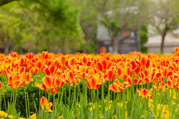 Orangene Tulpen Garten Blumenschmuck — Stockfoto