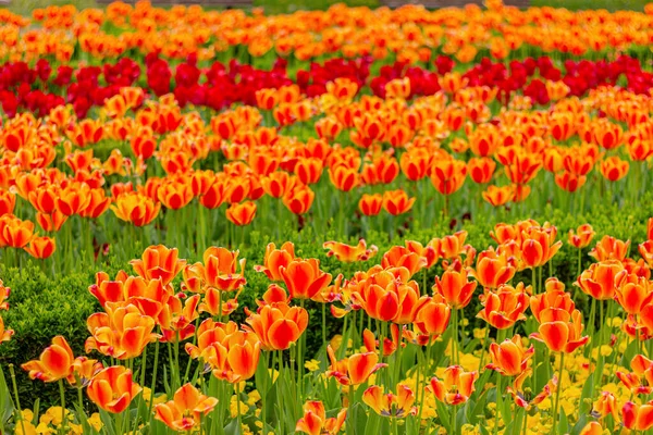 Πορτοκαλιές Και Κόκκινες Τουλίπες Στον Κήπο Λουλούδια — Φωτογραφία Αρχείου