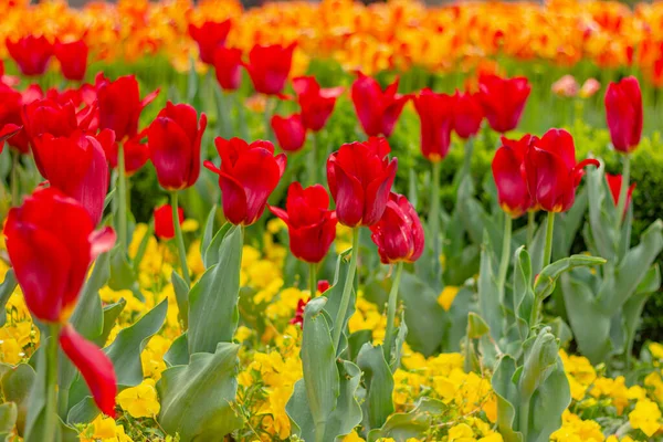 Κόκκινες Τουλίπες Στον Κήπο Λουλούδια — Φωτογραφία Αρχείου