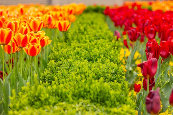 Orange Und Rote Tulpen Garten Blumenschmuck — Stockfoto