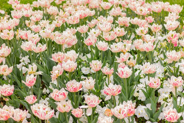 花の庭の白とピンクのチューリップ畑自然背景 — ストック写真