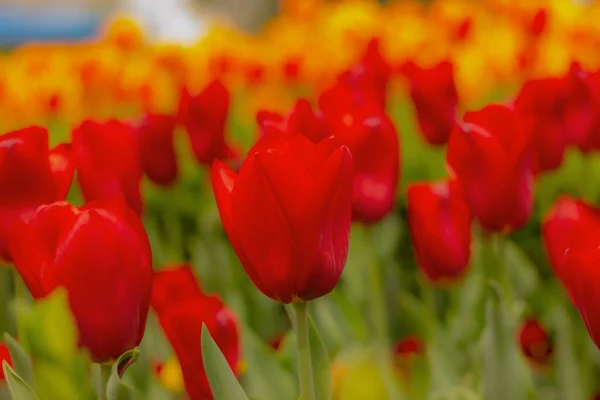 Close Κόκκινες Τουλίπες Στον Κήπο Λουλούδια Ανθοπωλείο — Φωτογραφία Αρχείου