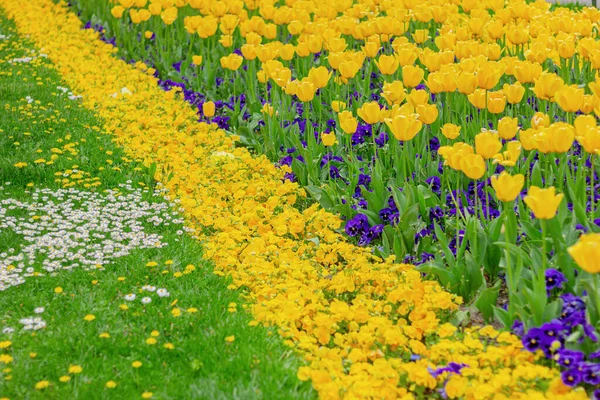 Κίτρινες Τουλίπες Και Λουλούδια Βιόλας Στο Παρτέρι Φυσικό Floral Φόντο — Φωτογραφία Αρχείου