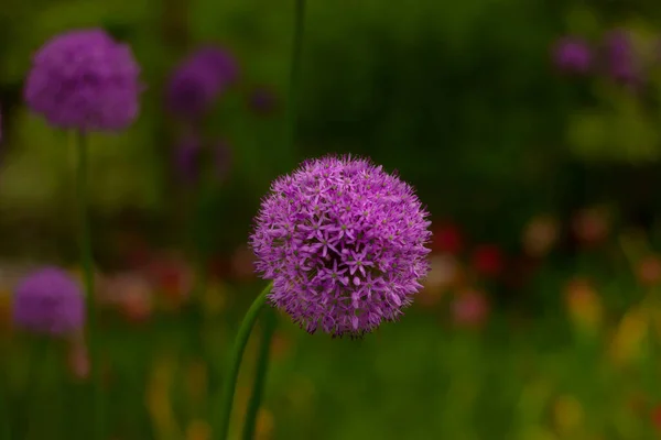 Kvetoucí Obří Cibulový Květ Zahradě — Stock fotografie
