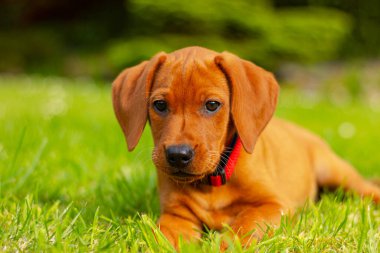 Dokuz haftalık Vizsla köpeği portresi ilkbaharda çayırda