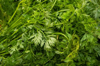 Yeşil havuç yaprakları yakın, doğal arkaplan