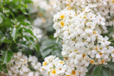 Rosa Düğün Günü, bahçede beyaz çiçeklerle dolup taşan güller.
