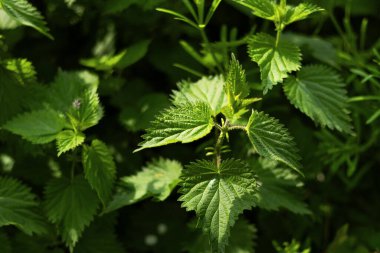 Vahşi ısırgan otlarının çalıları, doğal arka plan