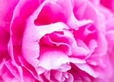 Pembe şakayık çiçeğine yakın, doğa arka planı