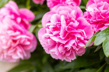 Çiçek açmış pembe bir şakayık çiçeği