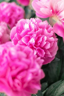 Pembe şakayık çiçeği, bahar çiçekleri yağmurdan sonra bahçede.