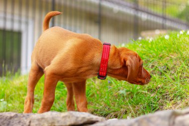 Kahverengi köpek yavrusu Vizsla arka bahçede kalıyor.