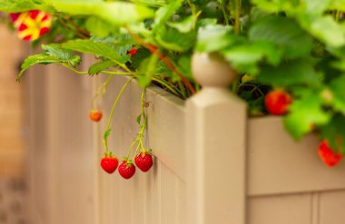 Balkon bitkisindeki olgun çilekler, şehir bahçeleri ve ekinler.