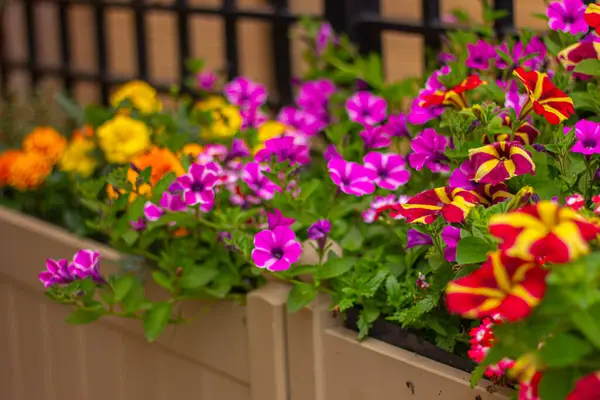 Balkondaki saksıda çiçek açan petunya çiçekleri, şehir bahçesi tasarımı.