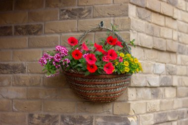 Duvardaki potada çiçek açan petunya çiçekleri, şehir bahçesi, balkon tasarımı