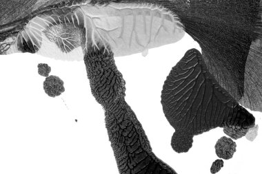 Beyaz kağıda akrilik renkler çizdim ve kağıdı karıştırılmış akrilik renklerin dokusunu oluşturan rorschach mürekkep lekesine benzer şekilde katladım..