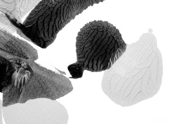 Beyaz kağıda akrilik renkler çizdim ve kağıdı karıştırılmış akrilik renklerin dokusunu oluşturan rorschach mürekkep lekesine benzer şekilde katladım..