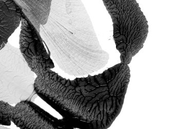 Beyaz kağıda akrilik renkler çizdim ve kağıdı karıştırılmış akrilik renklerin dokusunu oluşturan rorschach mürekkep lekesine benzer şekilde katladım..