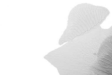 Beyaz kağıda akrilik renkler çizdim ve kağıdı karıştırılmış akrilik renklerin dokusunu oluşturan rorschach mürekkep lekesine benzer şekilde katladım..