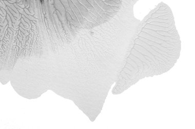 Beyaz kağıda akrilik renkler çizdim ve kağıdı karıştırılmış akrilik renklerin dokusunu oluşturan rorschach mürekkep lekesine benzer şekilde katladım..