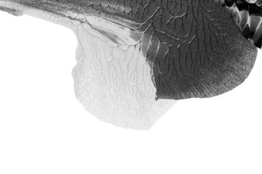 Beyaz kağıda akrilik renkler çizdim ve kağıdı karıştırılmış akrilik renklerin dokusunu oluşturan rorschach mürekkep lekesine benzer şekilde katladım..