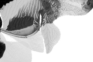 Beyaz kağıda akrilik renkler çizdim ve kağıdı karıştırılmış akrilik renklerin dokusunu oluşturan rorschach mürekkep lekesine benzer şekilde katladım..