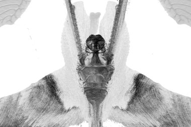 Beyaz kağıda akrilik renkler çizdim ve kağıdı karıştırılmış akrilik renklerin dokusunu oluşturan rorschach mürekkep lekesine benzer şekilde katladım..