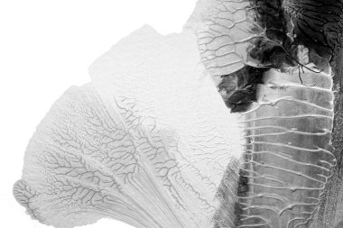 Beyaz kağıda akrilik renkler çizdim ve kağıdı karıştırılmış akrilik renklerin dokusunu oluşturan rorschach mürekkep lekesine benzer şekilde katladım..