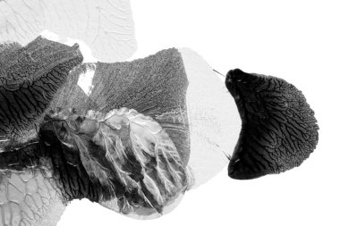 Beyaz kağıda akrilik renkler çizdim ve kağıdı karıştırılmış akrilik renklerin dokusunu oluşturan rorschach mürekkep lekesine benzer şekilde katladım..