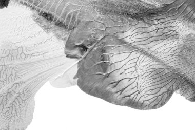 Beyaz kağıda akrilik renkler çizdim ve kağıdı karıştırılmış akrilik renklerin dokusunu oluşturan rorschach mürekkep lekesine benzer şekilde katladım..
