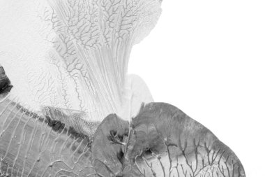 Beyaz kağıda akrilik renkler çizdim ve kağıdı karıştırılmış akrilik renklerin dokusunu oluşturan rorschach mürekkep lekesine benzer şekilde katladım..