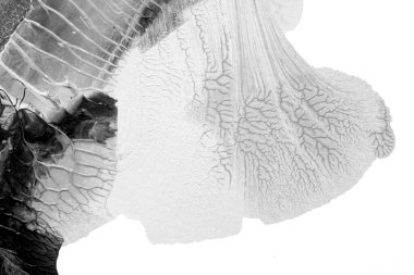 Beyaz kağıda akrilik renkler çizdim ve kağıdı karıştırılmış akrilik renklerin dokusunu oluşturan rorschach mürekkep lekesine benzer şekilde katladım..