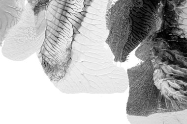 Beyaz kağıda akrilik renkler çizdim ve kağıdı karıştırılmış akrilik renklerin dokusunu oluşturan rorschach mürekkep lekesine benzer şekilde katladım..