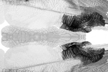 Beyaz kağıda akrilik renkler çizdim ve kağıdı karıştırılmış akrilik renklerin dokusunu oluşturan rorschach mürekkep lekesine benzer şekilde katladım..