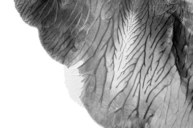 Beyaz kağıda akrilik renkler çizdim ve kağıdı karıştırılmış akrilik renklerin dokusunu oluşturan rorschach mürekkep lekesine benzer şekilde katladım..