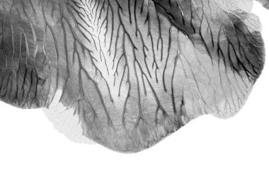 Beyaz kağıda akrilik renkler çizdim ve kağıdı karıştırılmış akrilik renklerin dokusunu oluşturan rorschach mürekkep lekesine benzer şekilde katladım..