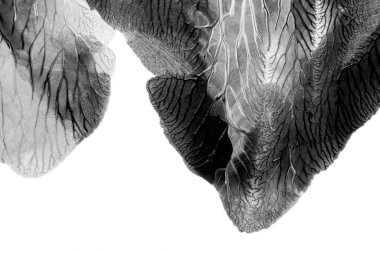 Beyaz kağıda akrilik renkler çizdim ve kağıdı karıştırılmış akrilik renklerin dokusunu oluşturan rorschach mürekkep lekesine benzer şekilde katladım..