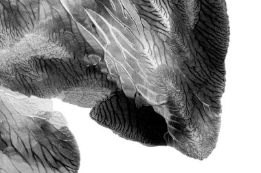 Beyaz kağıda akrilik renkler çizdim ve kağıdı karıştırılmış akrilik renklerin dokusunu oluşturan rorschach mürekkep lekesine benzer şekilde katladım..